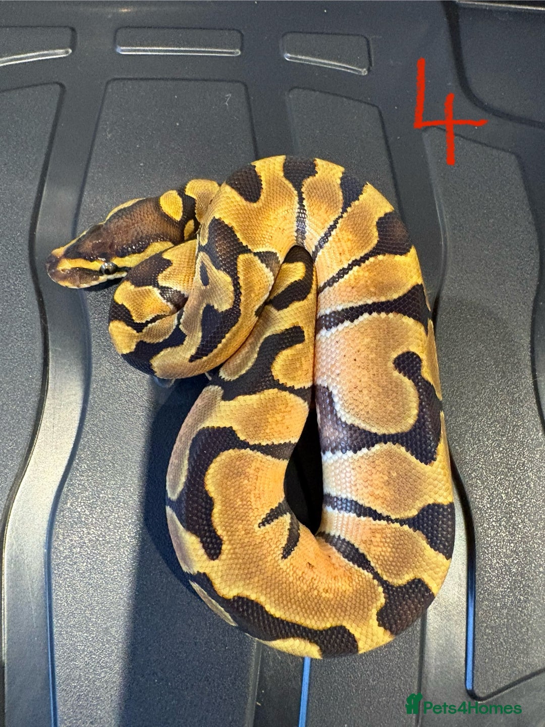 Python Snake reptiles for sale: Royal python - Advert 4