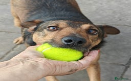 Mixed Breed dogs for adoption: 💙🐶 STAS 🐶💙 - Image 12