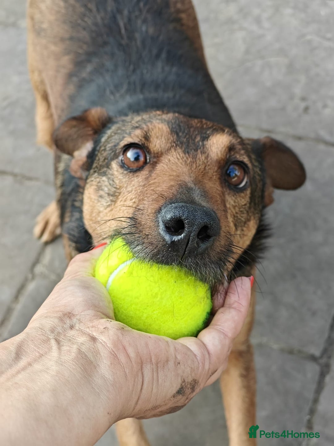 Mixed Breed dogs for adoption: 💙🐶 STAS 🐶💙 - Image 12