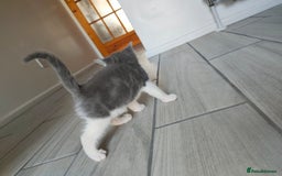 Mixed Breed cats for sale: 4 Mixed Breed Kittens  - Image 28