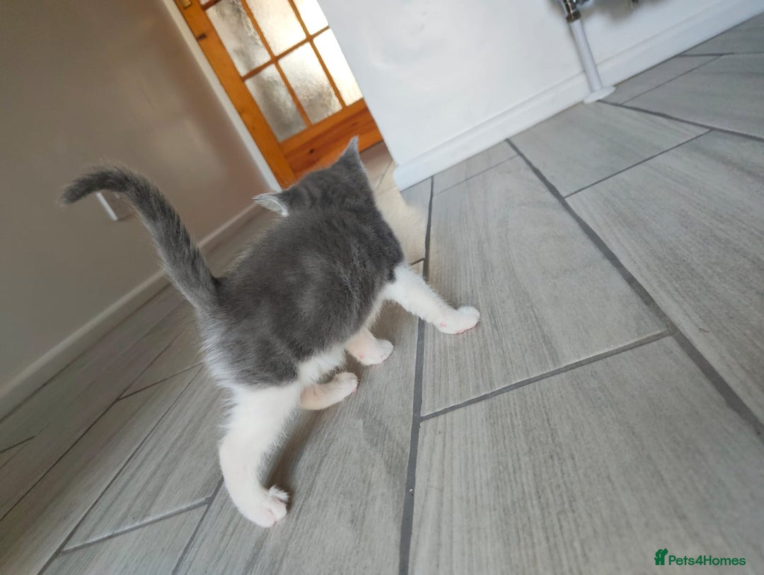 Mixed Breed cats for sale: 4 Mixed Breed Kittens  - Image 28