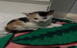 Domestic Shorthair cats for sale: Kittens For Sale – Ready to Join Your Home! - Image 6