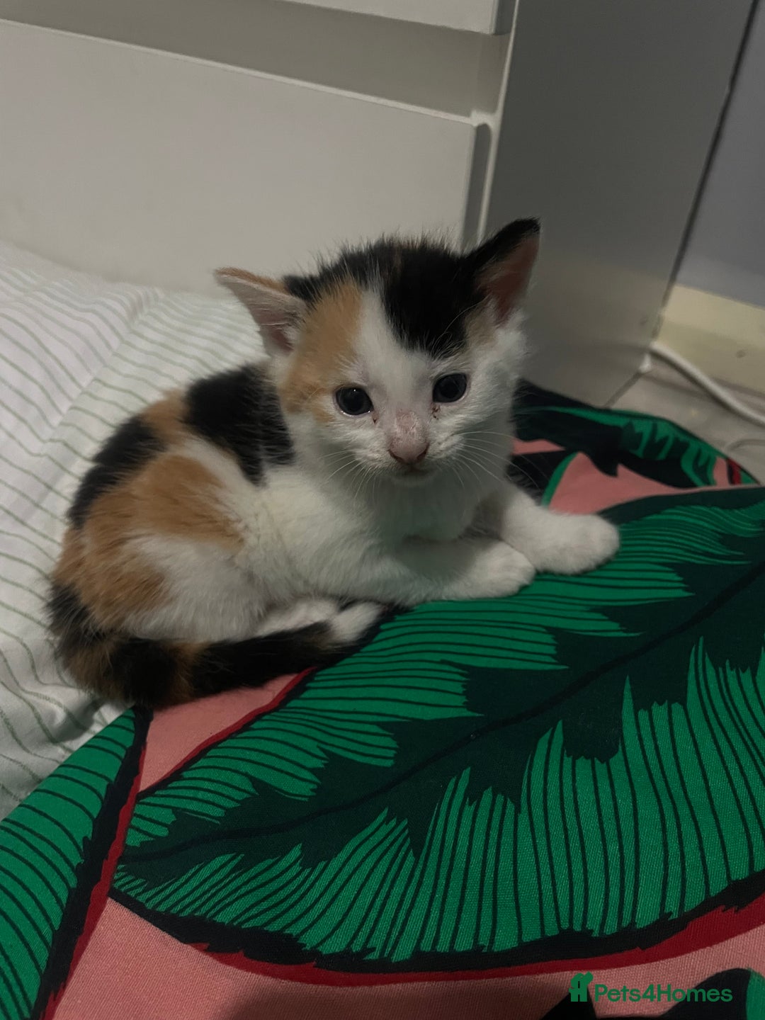 Domestic Shorthair cats for sale: Kittens For Sale – Ready to Join Your Home! - Image 6