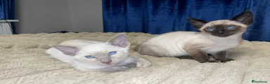 Siamese Kitten lilac point