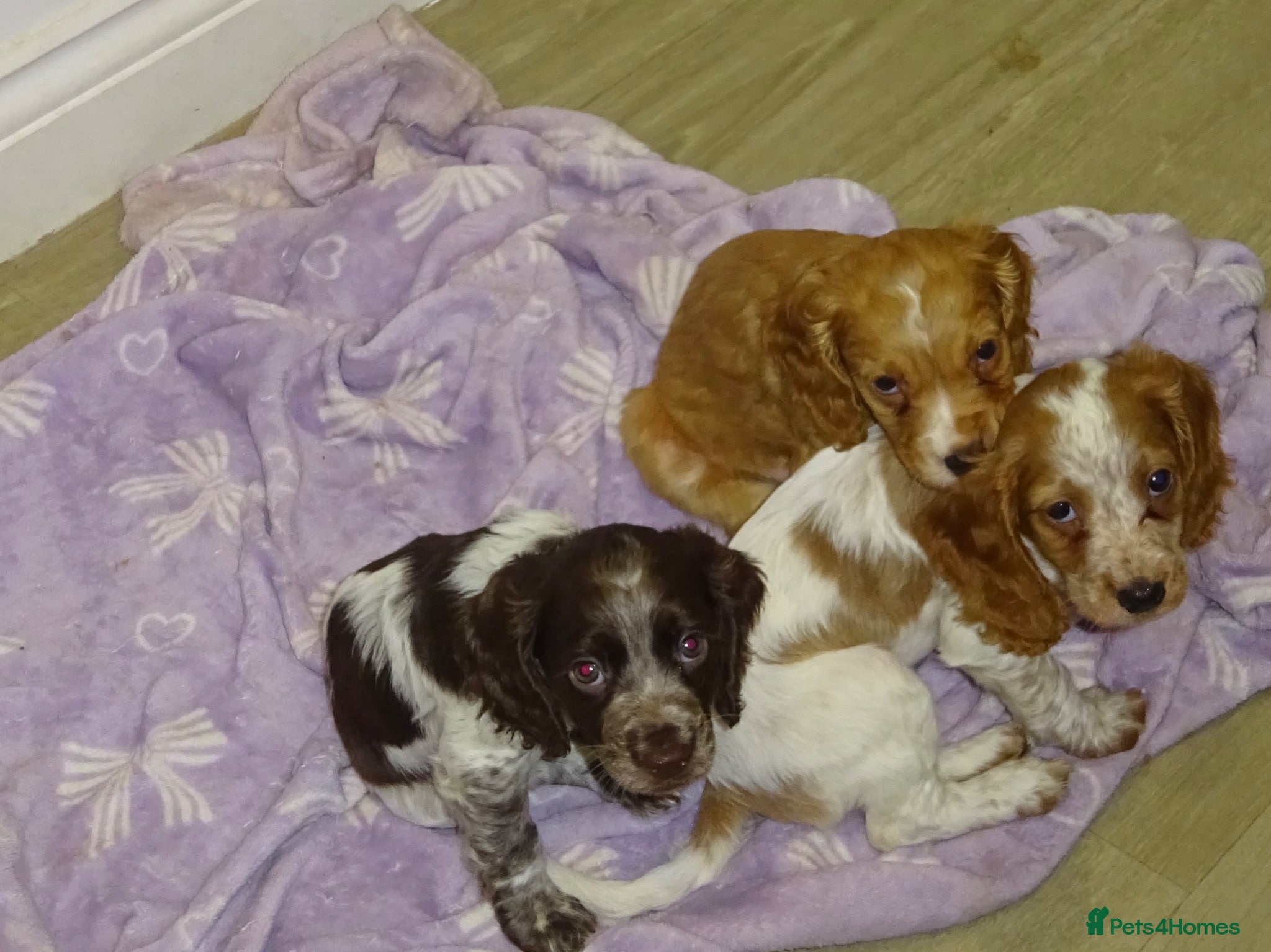 Cocker Spaniel dogs 4 Working Cocker Spaniel Puppies - Advert 19