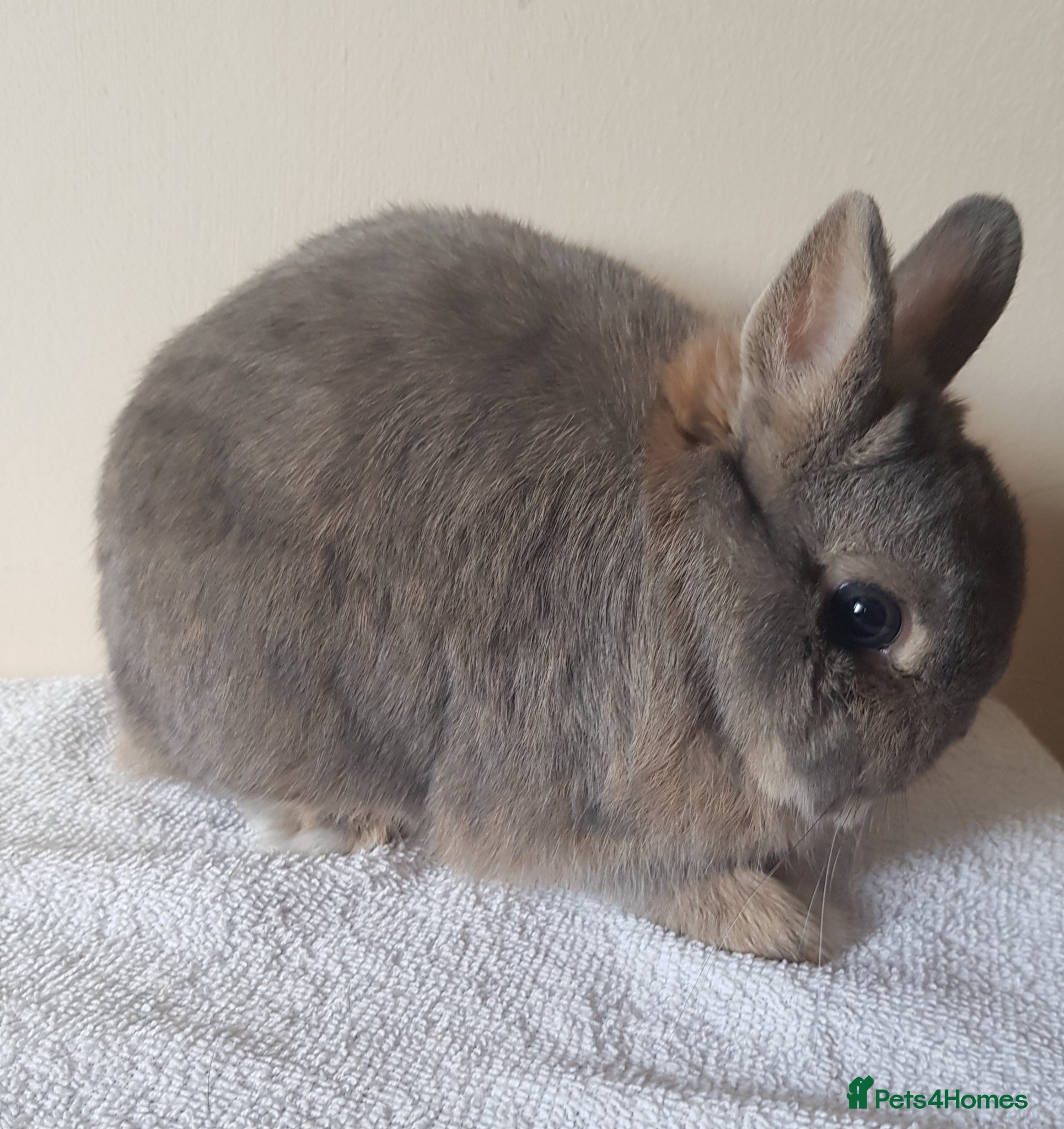 Netherland Dwarf rabbits for sale: Young Opal Netherland Dwarf - Advert 1