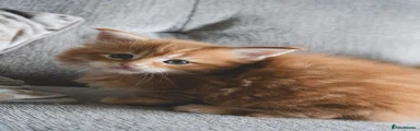 Maine Coon 1