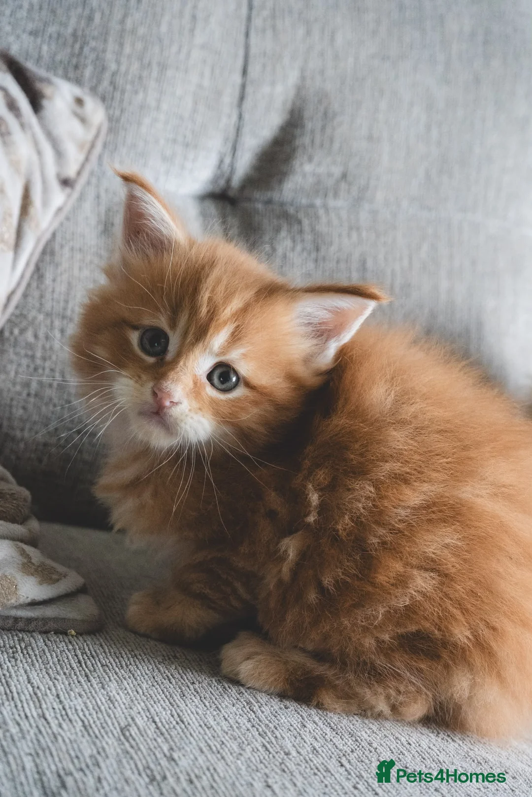 Maine Coon cats for sale: 3 TICA pedigree registered male Maine coon kittens - Advert 1