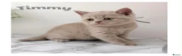 British Shorthair cats for sale: Champion line BSH kittens  in Belvedere - Advert 2