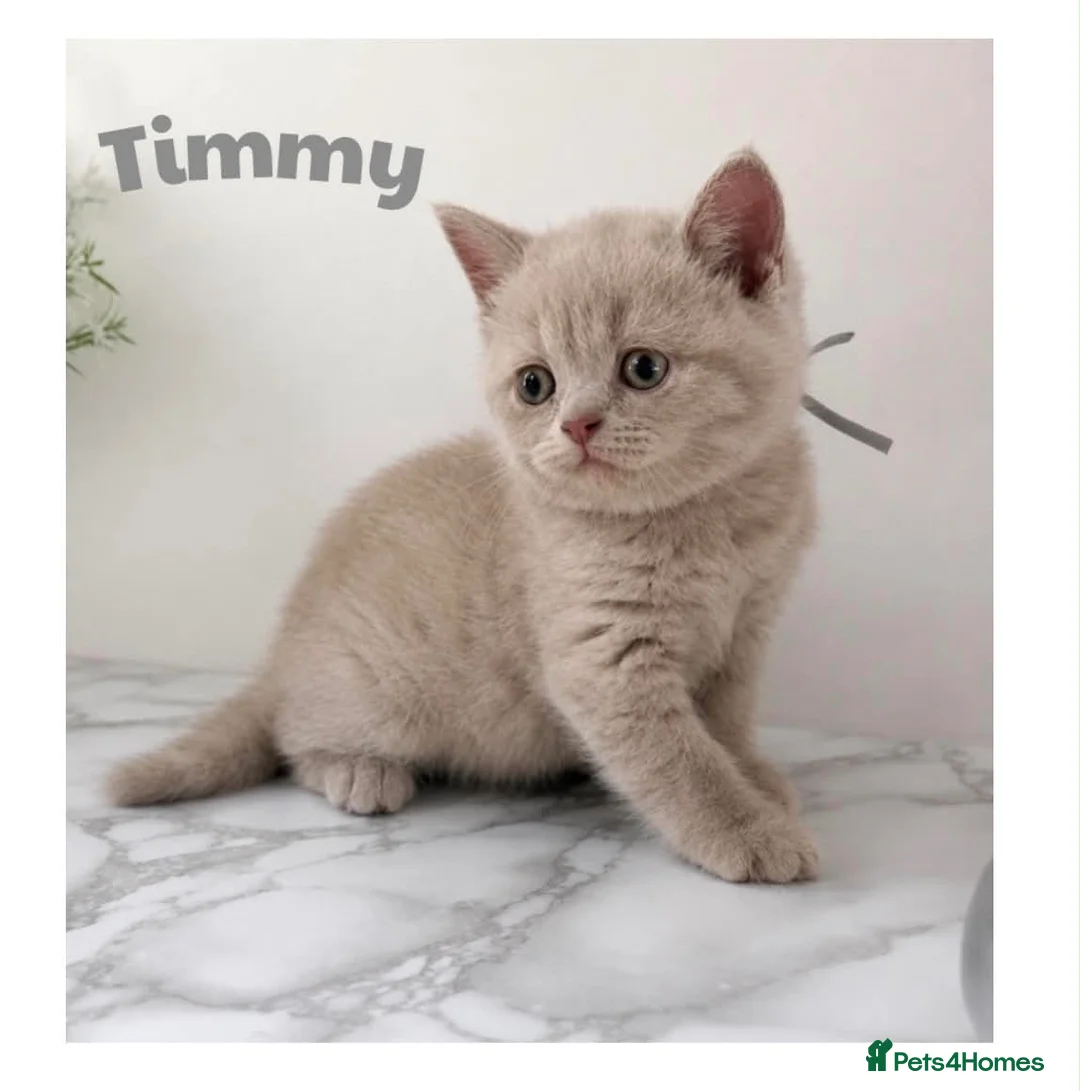 British Shorthair cats for sale: Champion line BSH kittens  in Belvedere - Advert 2