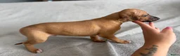 Whippet dogs for sale: 🐾 Beautiful Whippet Puppies – Boys & Girls - Advert 10