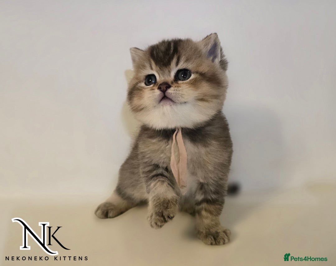 British Shorthair cats for sale: GCCF REGISTERED BSH TEDDY'S 🐻 🧸  - Advert 8