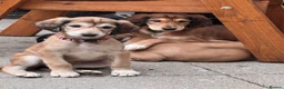 Saluki dogs for sale: Male  Saluki puppy 10 weeks old  - Advert 13