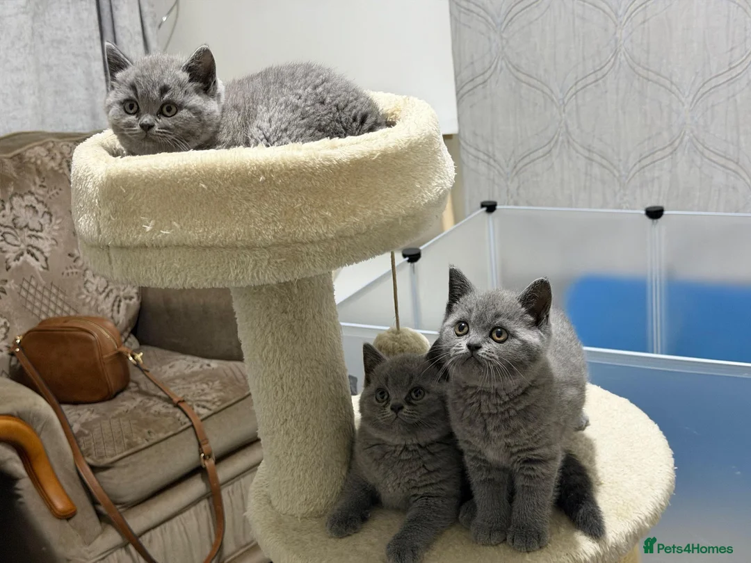 British Shorthair cats for sale:  3 blue Britishshorthair kittens girls for sale  - Advert 2