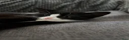 Mixed Breed cats for sale: Black female kitten  in Sheffield - Advert 4