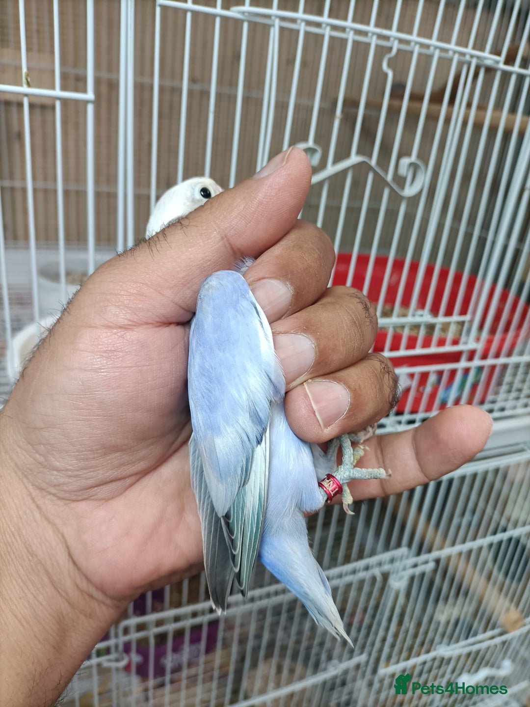 Lovebirds birds for sale:  PIED OPALINE AND GREEN OPA FOR SALE - Image 12