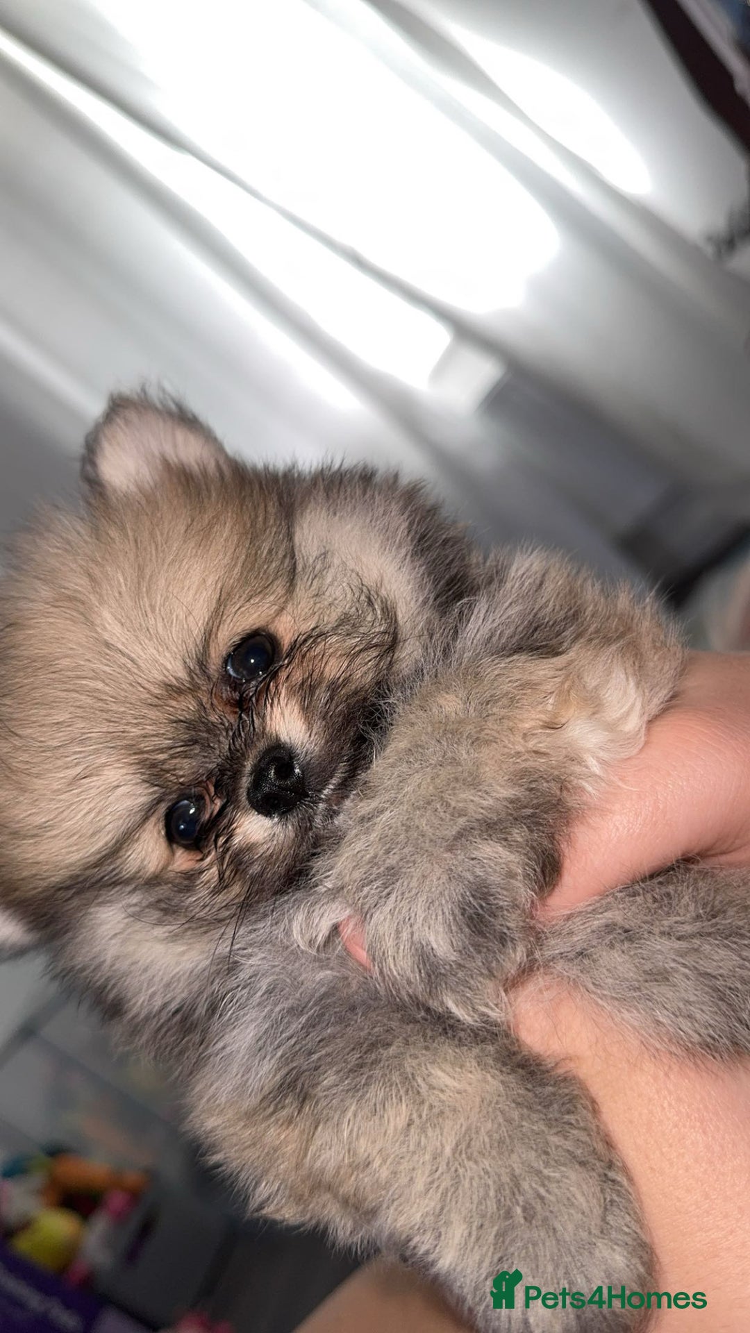 Pomeranian dogs for sale: REDUCED!, last Pomeranian girl🎀🌸 - Image 14