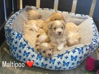 Maltipoo dogs for sale: Gorgeous Teddy Bear F1 Maltipoo - Advert 3