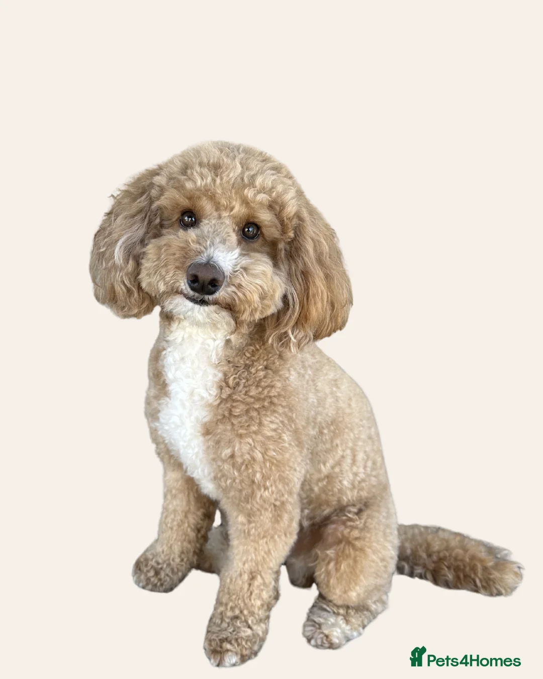 Miniature Poodle dogs for stud: Apricot Miniature Poodle For Stud in London - Advert 2