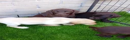 Labrador Retriever dogs for sale: Beautiful KC registered puppies  - Advert 3