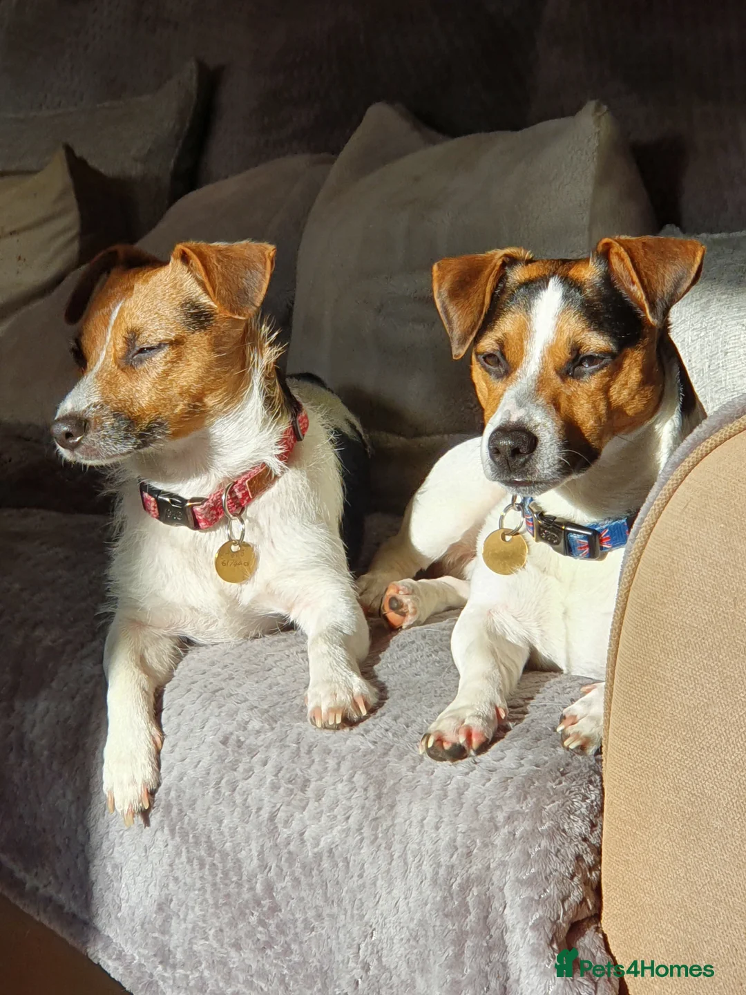 Jack Russell dogs for stud: Proven Short leg mini Jack Russell for stud in Gloucester - Advert 12