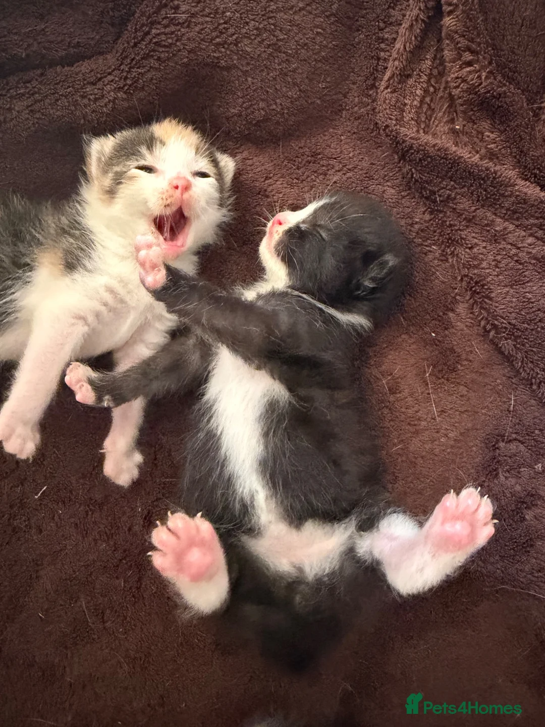 Mixed Breed cats for sale: Sphynx cross kittens  - Advert 1