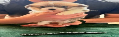 NOBLECOAT SKY OF ZEUS