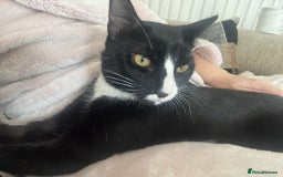 Domestic Shorthair cats for adoption: Bonded Pair  in Romford - Image 7