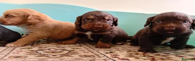 Cockapoo 1