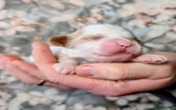 Cavapoo dogs for sale: ❤️F1 CAVAPOO BABIES❤️ HEALTH TESTED PARENTS!🐩 - Advert 9