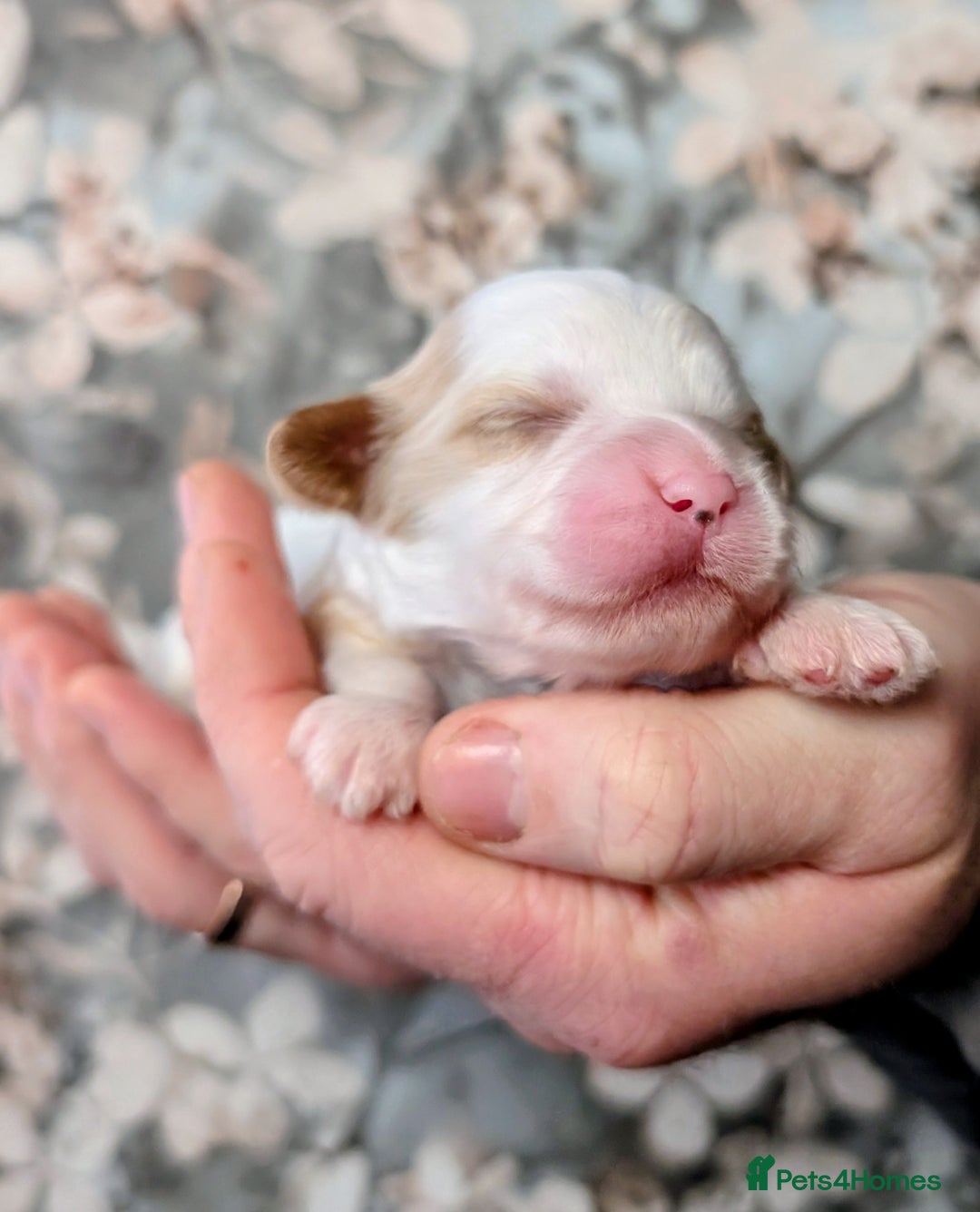 Cavapoo dogs for sale: ❤️F1 CAVAPOO BABIES❤️ HEALTH TESTED PARENTS!🐩 - Advert 9