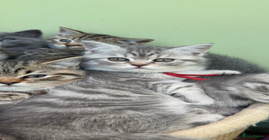 Scottish Fold cats - Advert 15