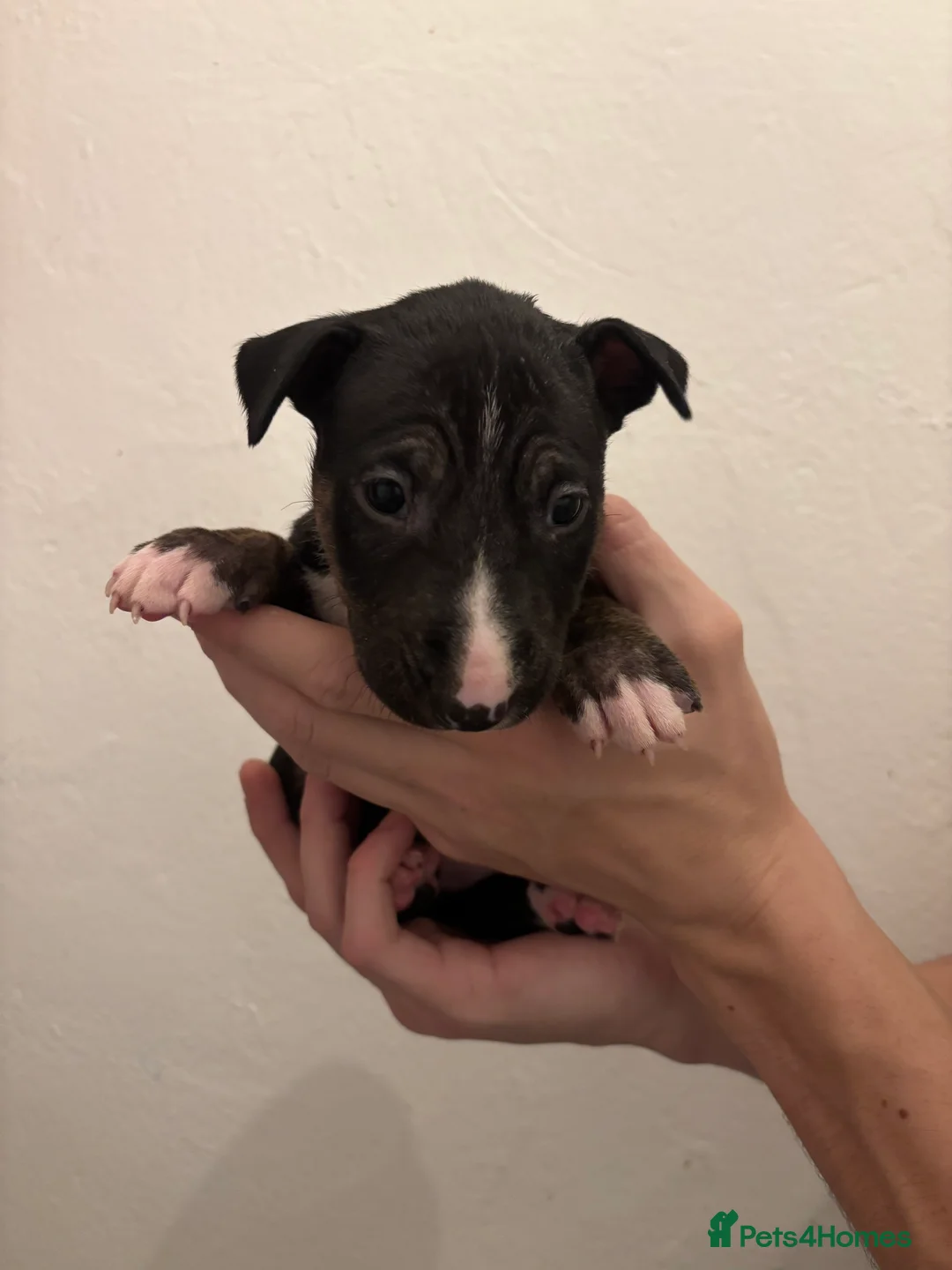 English Bull Terrier dogs for sale: KC English bullterriers puppys x5 - Advert 7