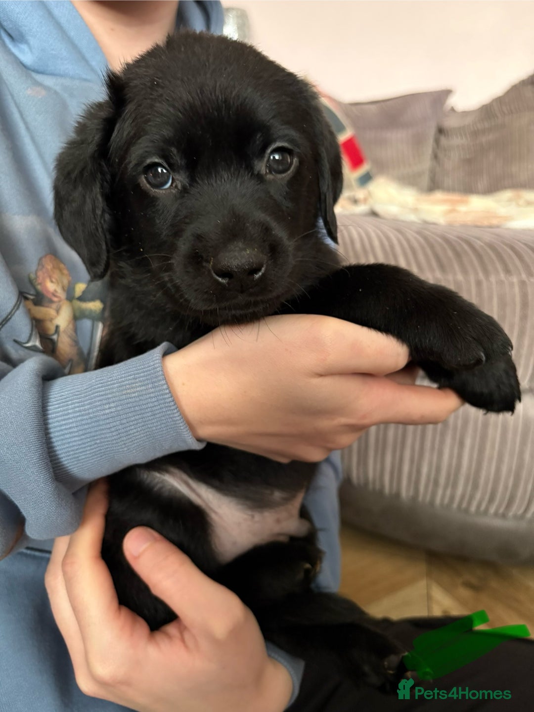 Labrador Retriever dogs for sale: Gorgeous chunky black lab pups🖤 - Advert 36