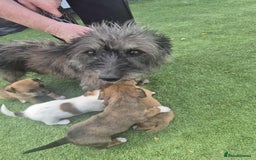 Border Terrier dogs for sale: Border terrier puppies  - Image 9