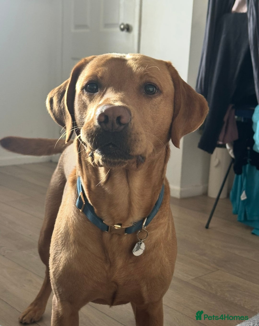 Labrador Retriever dogs for stud: Fox red lab for stud - proven - Advert 2