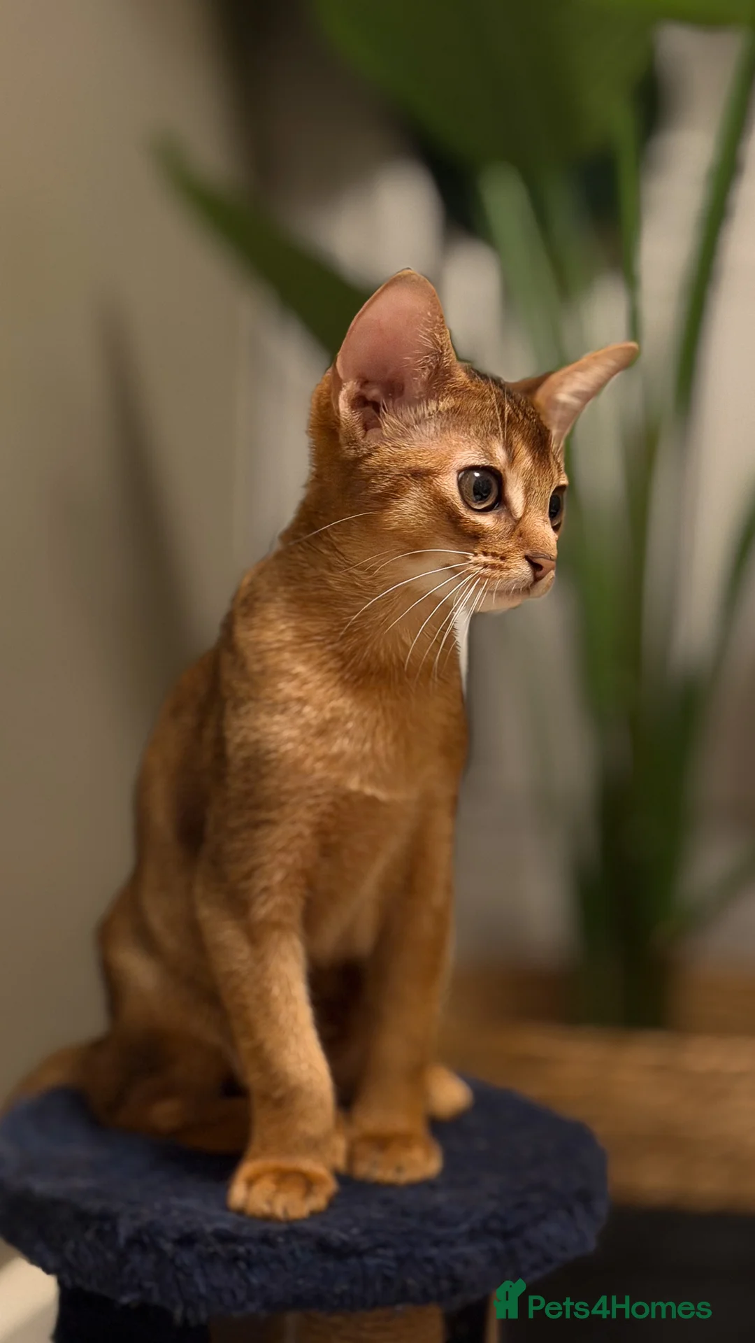 Abyssinian cats for sale: Champion Line Pedigree Abyssinian Kittens  - Advert 4