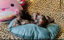 Miniature Dachshund dogs for sale: Adorable Miniature Dachshund Puppies - Image 1