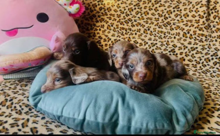Miniature Dachshund dogs - Advert 3