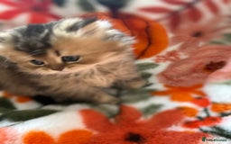 Scottish Fold cats for sale: Now Taking Reservations Scottish Straight  - Image 31