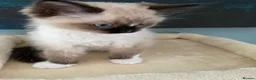 Ragdoll cats for sale: TICA REGISTERED PUREBRED RAGDOLL KITTENS AVAILABLE - Advert 2