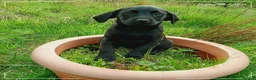 Labrador Retriever dogs for sale: Labrador puppies  in Keith - Advert 4