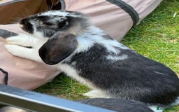 French Lop rabbits for sale: French lops in West Malling - Image 1