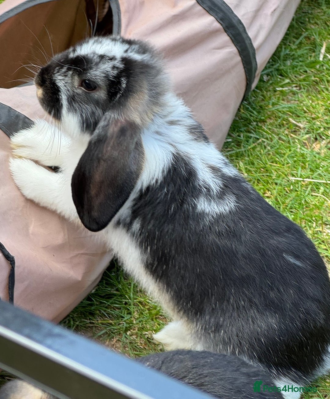 French Lop rabbits for sale: French lops in West Malling - Image 1