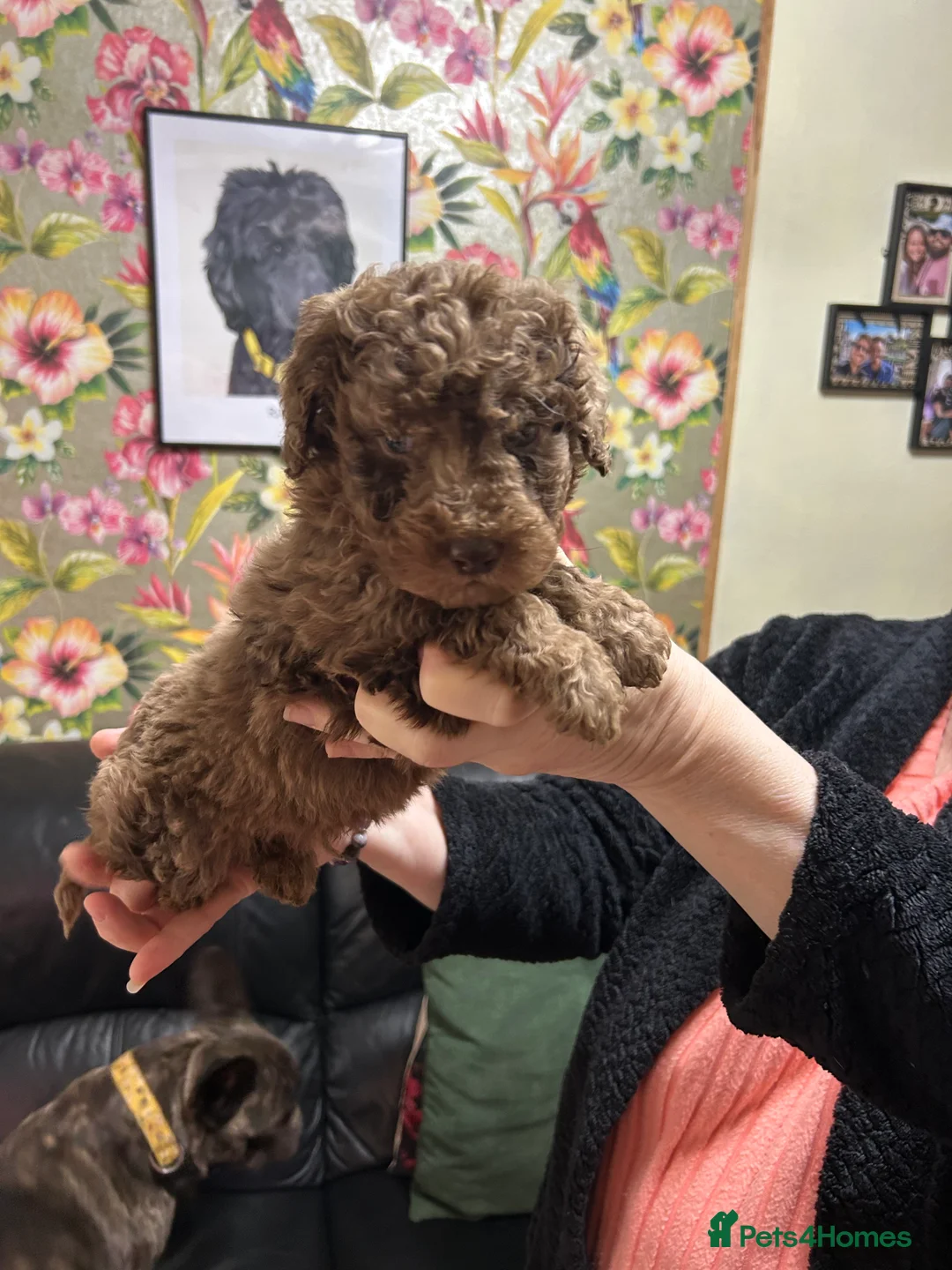 Poodle dogs for sale: Poodle (Moyen) - Advert 3