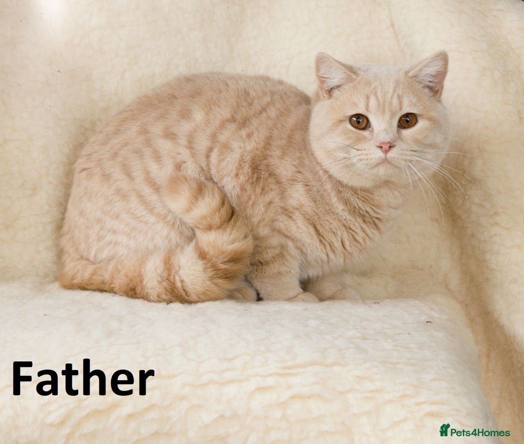 British Shorthair cats for sale: Ginger Red Pedigree girl - Advert 7