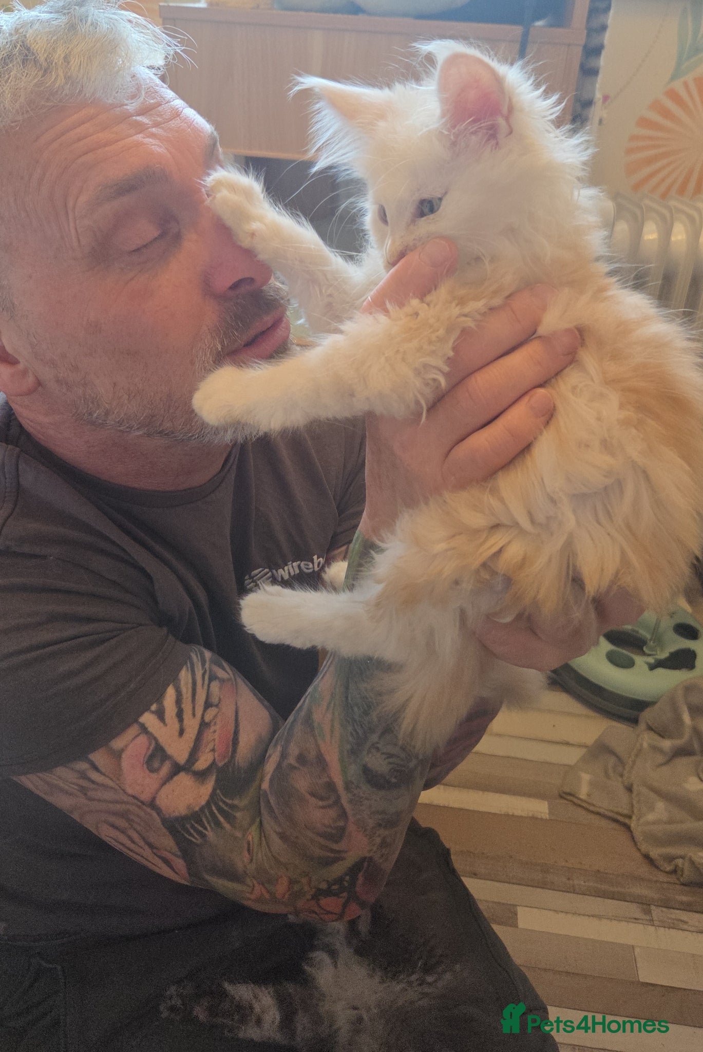 Maine Coon cats Outstanding Quality TICA reg Kittens - Advert 2