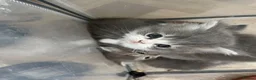 Persian cats for sale: Persian kittens looking for loving homes  - Advert 6