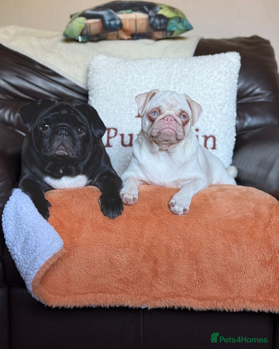 Pug dogs for sale: Pink Pug Girl Available - Image 1