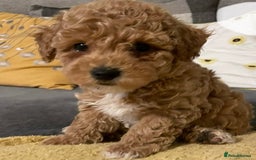 Toy Poodle dogs for sale: Toy poodles arriving soon  - Image 12